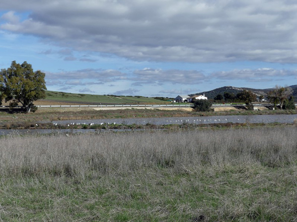Humedal del arroyo de Gallardo (M. Limón Andamoyo, diciembre 2018)