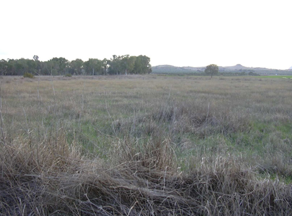 Laguna del Cortijo Grande (www.juntadeandalucia.es/medioambiente)
