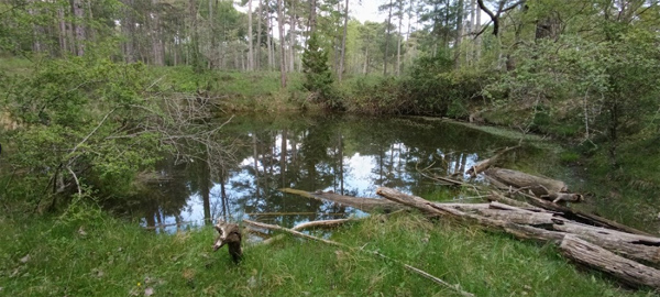 Laguna de Navalcaballo (D. Izquierdo Martínez, mayo 2026)