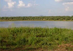 Laguna del Taraje (Consejería de Medio Ambiente, 2005)
