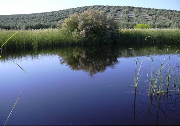Laguna de Las Navas (www.juntadeandalucia.es(medioambiente, 2005)