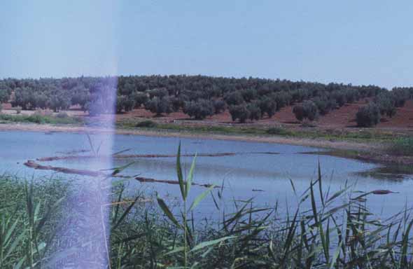 Laguna de Casillas (www.juntadeandalucia.es(medioambiente, 2005)
