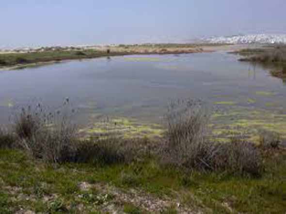 Humedal intermareal de Castilnovo (www.juntadeandalucia.esmedioambiente)