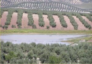 Laguna de Casasola (www.juntadeandalucia.es)
