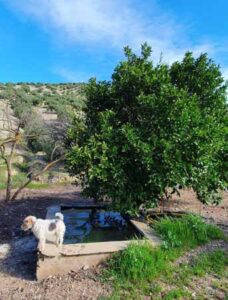 Fuente del arroyo del Cerro Majano (J. García Moreno, febrero 2020)