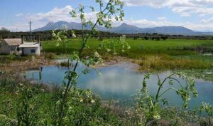 Laguna de los Arenales (sabandijape.blogspot.com.es, enero 2011)