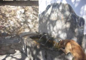Fuente de Abajo de Nieles (L. Sánchez Díaz, abril 2016)