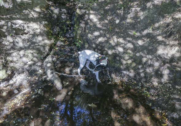 Manantial de la Acequia Nueva (J. Rubia González, octubre 2020)