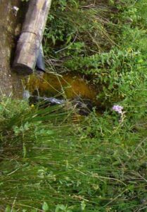 Fuente de Rosales (A. Castillo, julio 2008)