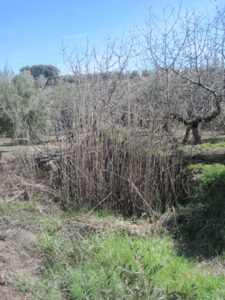Balos de Encina Hermosa (F. Aguilera Civantos, marzo 2023)