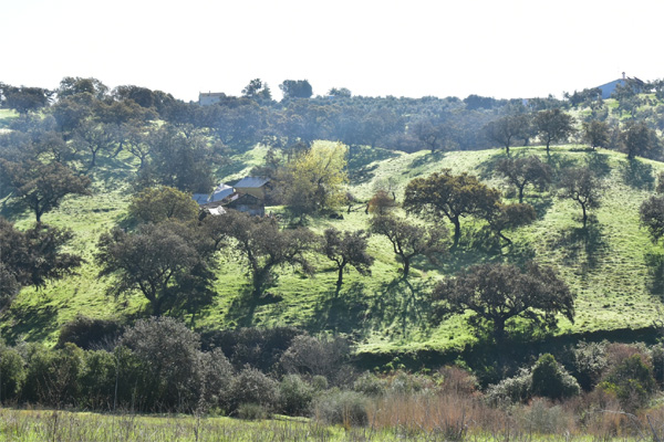 Fuente Santana, entorno, en el paraje Las Fuentes, junto al arroyo del Toril (también nombrado arroyo del Bracho según la zona por donde discurre) (A. Márquez Pascual, marzo 2026.