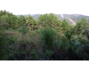 Nacimiento de Jorquera (B. Montes Pérez, junio 2009)