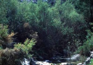 Nacimientos del Barranco de la Venta de Vicario (A. Castillo, abril 2001)