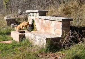Fuente de las Mimbres.(Andrés Castillo, noviembre 2010)