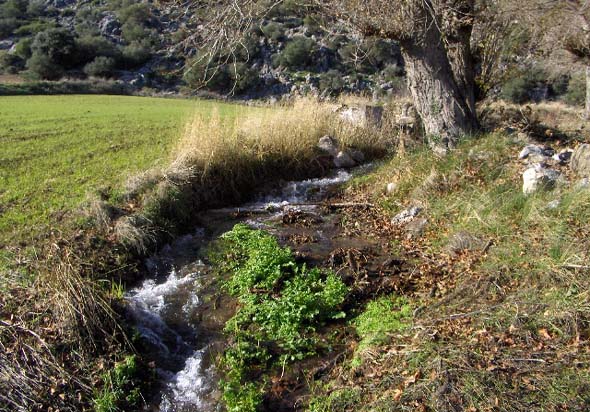Nacimiento de Baeza (S. Rodríguez, diciembre 2010)