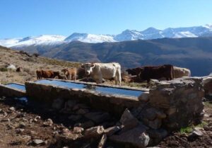 Abrevadero de Fuente Fría (L. Cano Cavanillas, diciembre 2011)
