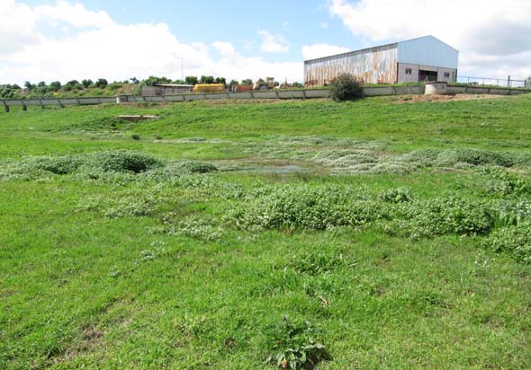 El agua que rezuma procedente del escarpe de la terraza, tanto de la fuente de Santa María como de la fuente de la Huerta de Santa María, genera una zona encharcada (J. M. Fernández-Palacios, marzo 20