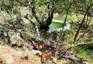 Fuentecilla del Membrillo, alberca (A. B. Galán, junio 2013)