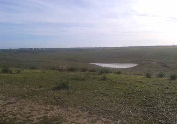 El pozo y el pilar se observa en la lejanía, por detrás de la cola de la balsa ganadera (J. M. Fernández-Palacios, febrero 2014)