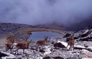 Laguna del Borreguil (A. Castillo, octubre 2002)