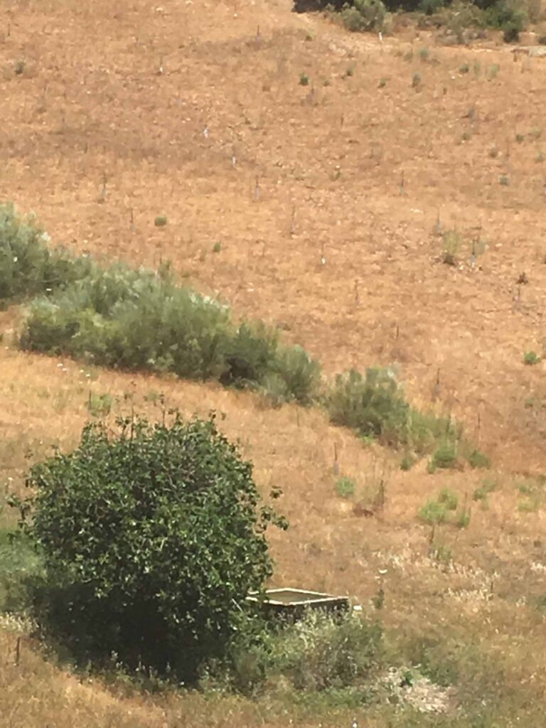 Alberquilla de Cote Alto (J. M. Fernández-Palacios, junio 2019)
