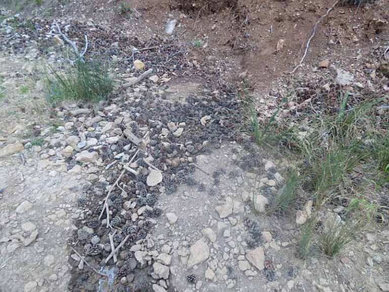 Rezume del Barranco Juan Andrés (J. D. Cano Cavanillas, julio 2016)
