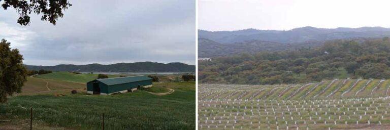 Plantación de avena y guisantes de agricult. ecológica en Monroy. A la der., entorno limítrofe entre Monroy de El Cordobés y La Adelfa por donde discurre el ayo. El Torilejo (A. Márquez, abril 2019)